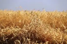 Зображення для оголошення Рожь (жито) озимой гибрид Пикассо KWS