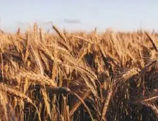 Зображення для оголошення Насіння жито озиме Сіверське