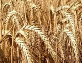Зображення для оголошення Насіння озимого тритикале Амос