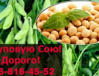 Зображення для оголошення Закуповую СОЮ від фермерських господарств та населення