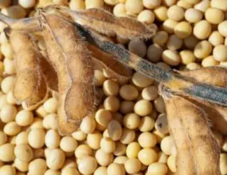 Зображення для оголошення Насіння сої ЕС "КОМАНДОР" 1 репродукція