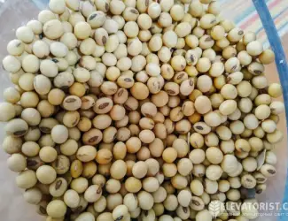 Зображення для оголошення Закупляємо Сою ( ГМО не ГМО ) Чернівецька область