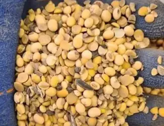 Куплю сою (половинки)