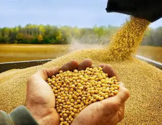 Закуповую сою