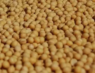 Купуємо з місця сою та половинки сої
