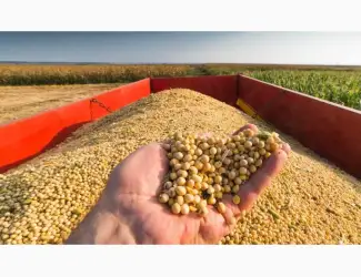 Зображення для оголошення Купуємо сою з місця з Вашою доставкою