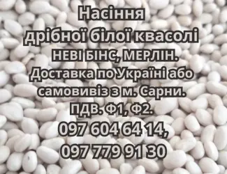 Зображення для оголошення Насіння квасолі НЕВІ БІНС