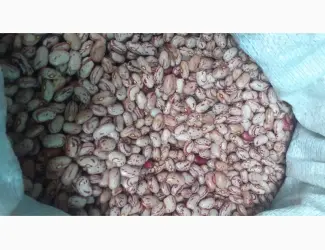 Зображення для оголошення Куплю квасолю Рябку