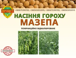 Горох посівний