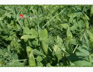Горох 2 репродукцыя НС Мороз