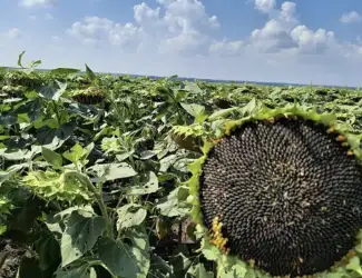 Насіння Соняшника Бомонд Під Гранстар