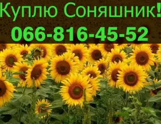 Зображення для оголошення Придбаю СОНЯШНИК