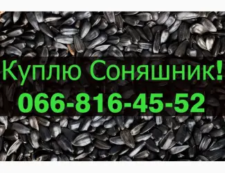 Зображення для оголошення Куплю СОНЯШНИК від виробника