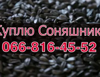 Зображення для оголошення Куплю СОНЯШНИК від виробника!Максимальні ціни