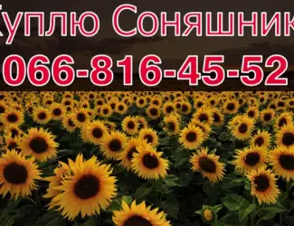 Зображення для оголошення На постійній основі купуємо СОНЯШНИК!2023