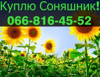 Зображення для оголошення Підприємство закуповує СОНЯШНИК від виробника