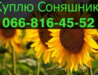 Зображення для оголошення Придбаю СОНЯШНИК у необмежених обсягах!ДОРОГО