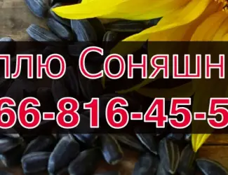 Зображення для оголошення Підприємство купує СОНЯШНИК!Розрахунок на Вагах