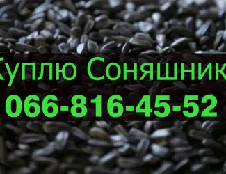Зображення для оголошення На постійній основі закуповуємо Соняшник!!!!Дорого