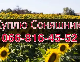 Зображення для оголошення Купуємо СОНЯШНИК на конкурентних умовах