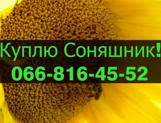 Зображення для оголошення Закуповую СОНЯШНИК великим оптом!Оплата на вагах