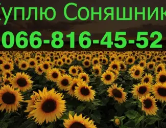 Зображення для оголошення Закуповую в обємах СОНЯШНИК