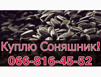 Зображення для оголошення Закуповую СОНЯШНИК у необмеженій кількості!Щоденно
