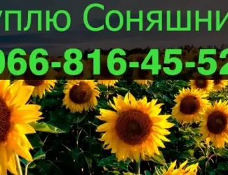 Зображення для оголошення Підприємство Закуповує СОНЯШНИК!Оплата на вагах