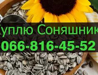 Зображення для оголошення Купую СОНЯШНИК у будь якому обсязі