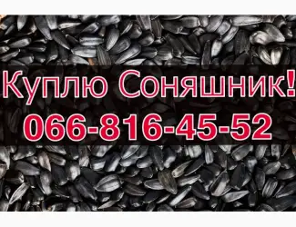 Зображення для оголошення Підприємство купляє СОНЯШНИК великим оптом!Без вихідних!Дорого