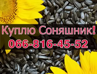 Зображення для оголошення Куплю СОНЯШНИК за високою ціною!Доступні сушка/зберігання зернових