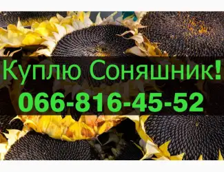 Зображення для оголошення Закуповуємо СОНЯШНИК за високими цінами!Оплата на вагах!Дорого