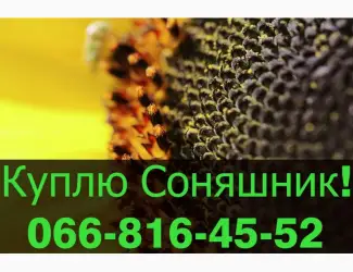 Зображення для оголошення Переробне підприємство оголошує про закупівлю СОНЯШНИК