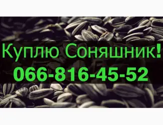 Зображення для оголошення Куплю СОНЯШНИК!Дорого!Розрахунок на вагах