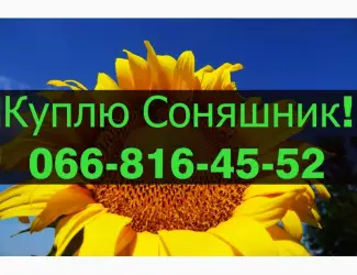 Зображення для оголошення На постійній основі закуповую СОНЯШНИК за привабливими цінами