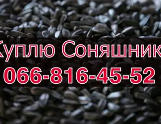 Зображення для оголошення Заготівля СОНЯШНИК урожай 2024!Оплата на вагах