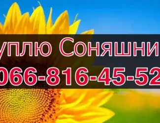 Зображення для оголошення Закуповую СОНЯШНИК від виробника!Дорого