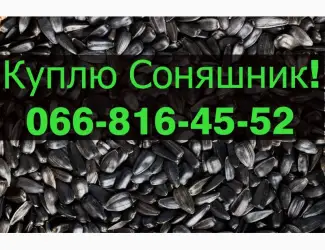 Зображення для оголошення Закуповую СОНЯШНИК від фермерських господарств та населення!Дорого