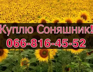 Зображення для оголошення Куплю на постійній основі СОНЯШНИК!Деталі за телефоном