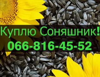 Зображення для оголошення На постійній основі закуповую Соняшник у будь якому обсязі