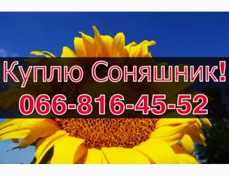 Зображення для оголошення Підприємство закуповує СОНЯШНИК!Щоденно!Без вихідних