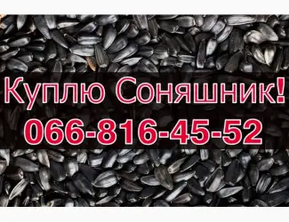 Зображення для оголошення Закуповую СОНЯШНИК у великих обсягах!Без вихідних