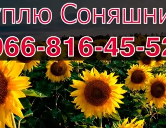 Зображення для оголошення Підприємство переробник запрошує до співпраці виробників Соняшника