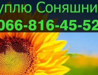 Зображення для оголошення Шукаю постачальника СОНЯШНИК