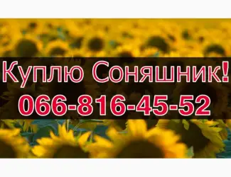 Зображення для оголошення Запрошуємо до співпраці виробників СОНЯШНИК!Високі Ціни!Оплата на вагах