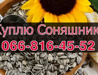 Зображення для оголошення Купую СОНЯШНИК!Дорого!На постійній основі!!!Щоденно