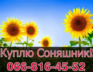 Зображення для оголошення Купую Соняшник!Безкомпромісні ціни