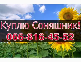 Зображення для оголошення ЗАКУПОВУЄМО СОНЯШНИК!Високі Ціни!Оплата на вагах!Щоденно