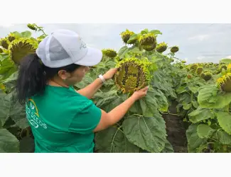Зображення для оголошення СОНЯШНИК НЕЙМАР ПЛЮС ( насіння соняшника під гранстар )