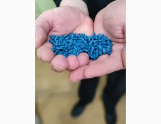 Зображення для оголошення Семена подсолнечника ЄС Бамбина G